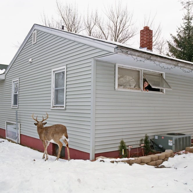 Domesticated: Amy Stein, 82nd ANNUAL Solo Exhibition